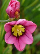 pink Sparaxis, Harlekin Blomst
