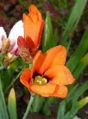 fotografie Záhradné kvety Sparaxis, Harlekýn Kvet oranžový