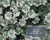 фото Садовые цветы Стахис, Stachys белый