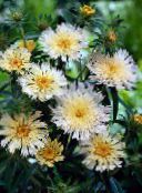 fotografie Záhradné kvety Nevädza Astra, Priživujú Aster, Stokesia biely