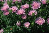 фотографија Баштенске Цветови Сунцокрет Астер, Стокес Астер, Stokesia розе