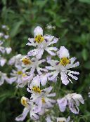 λευκό Φτωχού Ορχιδέα, Λουλούδι Πεταλούδα