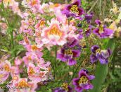 fotografie Záhradné kvety Chudák Je Orchidea, Motýľ Kvet, Schizanthus ružová