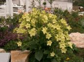 снимка Градински цветове Цъфтежа На Тютюн, Nicotiana жълт
