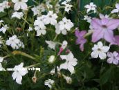 fotografie Zahradní květiny Kvetoucí Tabák, Nicotiana bílá