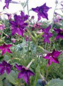 violett Blommande Tobak