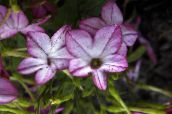foto Flores de jardín Tabaco Floreciente, Nicotiana lila