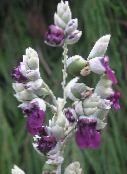 zdjęcie Ogrodowe Kwiaty Talia, Thalia dealbata purpurowy