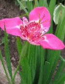 фото Садовые цветы Тигридия, Tigridia pavonia розовый