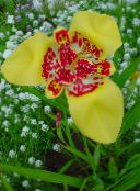 fotografie Záhradné kvety Tiger Kvetina, Mexická Shell Kvetina, Tigridia pavonia žltá