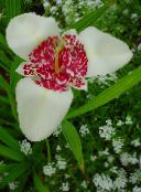 foto Flores de jardín Flor De Tigre, Flor Concha Mexicano, Tigridia pavonia blanco