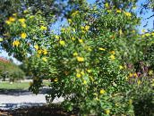 nuotrauka Sodo Gėlės Saulėgrąžų Medis, Medis Medetkų, Laukinių Saulėgrąžų, Meksikos Saulėgrąžų, Tithonia geltonas
