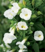 foto I fiori da giardino Fiore Pagliaccio, Fiore Quadrilatero, Torenia bianco