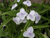 fehér Virginia Spiderwort, Női Könnyek