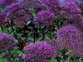 foto Trädgårdsblommor Throatwort, Trachelium violett