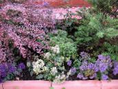 foto Flores de jardín Throatwort, Trachelium blanco
