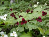 foto Gartenblumen Trillium, Wakerobin, Tri Blume, Birthroot weinig