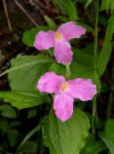 фото Садові Квіти Трілліум, Trillium рожевий