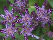 kuva Puutarhakukat Rupikonna Lilja, Tricyrtis violetti