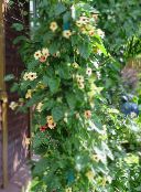 foto Flores do Jardim Olho Roxo Susan, Thunbergia alata amarelo