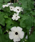 foto Vrtne Cvjetovi Crna Oka Susan, Thunbergia alata bijela