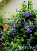 фотографија Баштенске Цветови Блацк Еие Сусан, Thunbergia alata плави