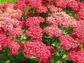 fotoğraf Bahçe çiçekleri Civanperçemi, Staunchweed, Zalim, Thousandleaf, Askerin Woundwort, Achillea kırmızı