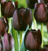 fotografie Záhradné kvety Tulipán, Tulipa vínny
