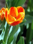 фото Садові Квіти Тюльпан, Tulipa помаранчевий