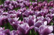 fotografie Záhradné kvety Tulipán, Tulipa fialový