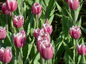 fotografija Vrtno Cvetje Tulipan roza