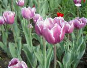 фотографија Баштенске Цветови Лала, Tulipa лила