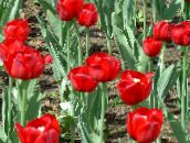 bilde Hage Blomster Tulipan rød