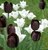 фотографија Баштенске Цветови Лала, Tulipa црн