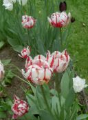 foto Dārza Ziedi Tulpe, Tulipa sarkans