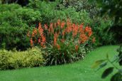 foto Flores do Jardim Watsonia, Lírio Bugle vermelho