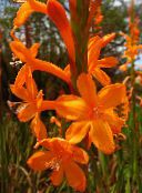 orange Watsonia, Lys Bugle
