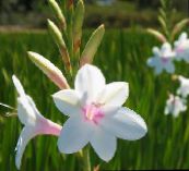 foto Flores do Jardim Watsonia, Lírio Bugle branco