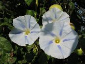 снимка Градински цветове Грамофонче, Синьо Зори Цвете, Ipomoea бял