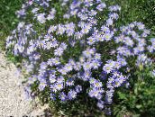 foto Flores do Jardim Margarida Azul, Azul Marguerite, Felicia amelloides luz azul