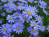 fotoğraf Bahçe çiçekleri Mavi Papatya, Felicia amelloides açık mavi