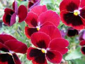 fotografie Zahradní květiny Viola, Maceška, Viola  wittrockiana červená