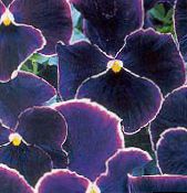 fotografie Zahradní květiny Viola, Maceška, Viola  wittrockiana černá