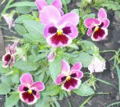 foto Flores de jardín Viola, Pensamiento, Viola  wittrockiana rosa