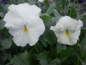 foto Flores do Jardim Viola, Amor Perfeito, Viola  wittrockiana branco