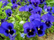 bilde  Bratsj, Stemorsblomst, Viola  wittrockiana blå
