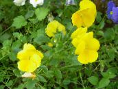foto Flores do Jardim Viola, Amor Perfeito, Viola  wittrockiana amarelo