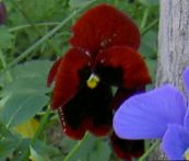 foto Flores do Jardim Viola, Amor Perfeito, Viola  wittrockiana borgonha