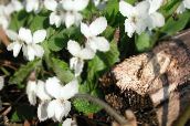 foto Gartenblumen Gehörnten Stiefmütterchen, Hornveilchen, Viola cornuta weiß