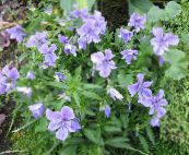 foto Flores de jardín Cuernos Pensamiento, Cuernos Violeta, Viola cornuta azul claro